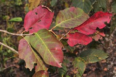 Elaeocarpus tectorius